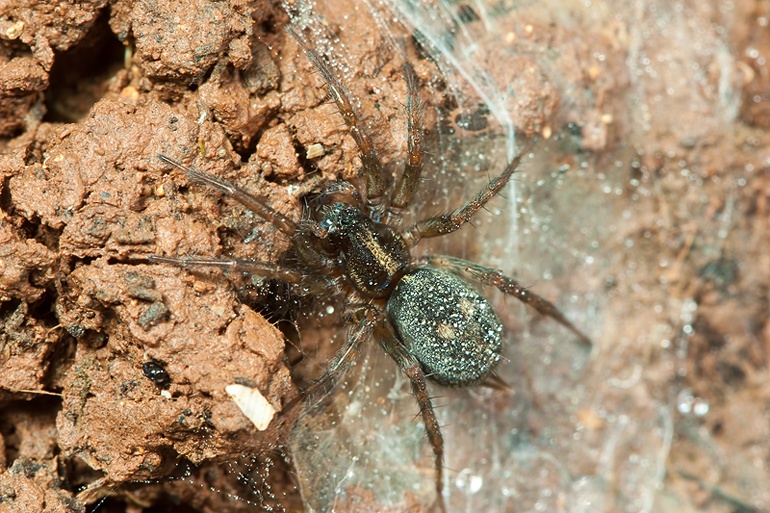 Lycosoides flavomaculata